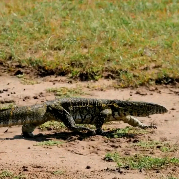 Waterbuck antelope in open grassland near safari routes